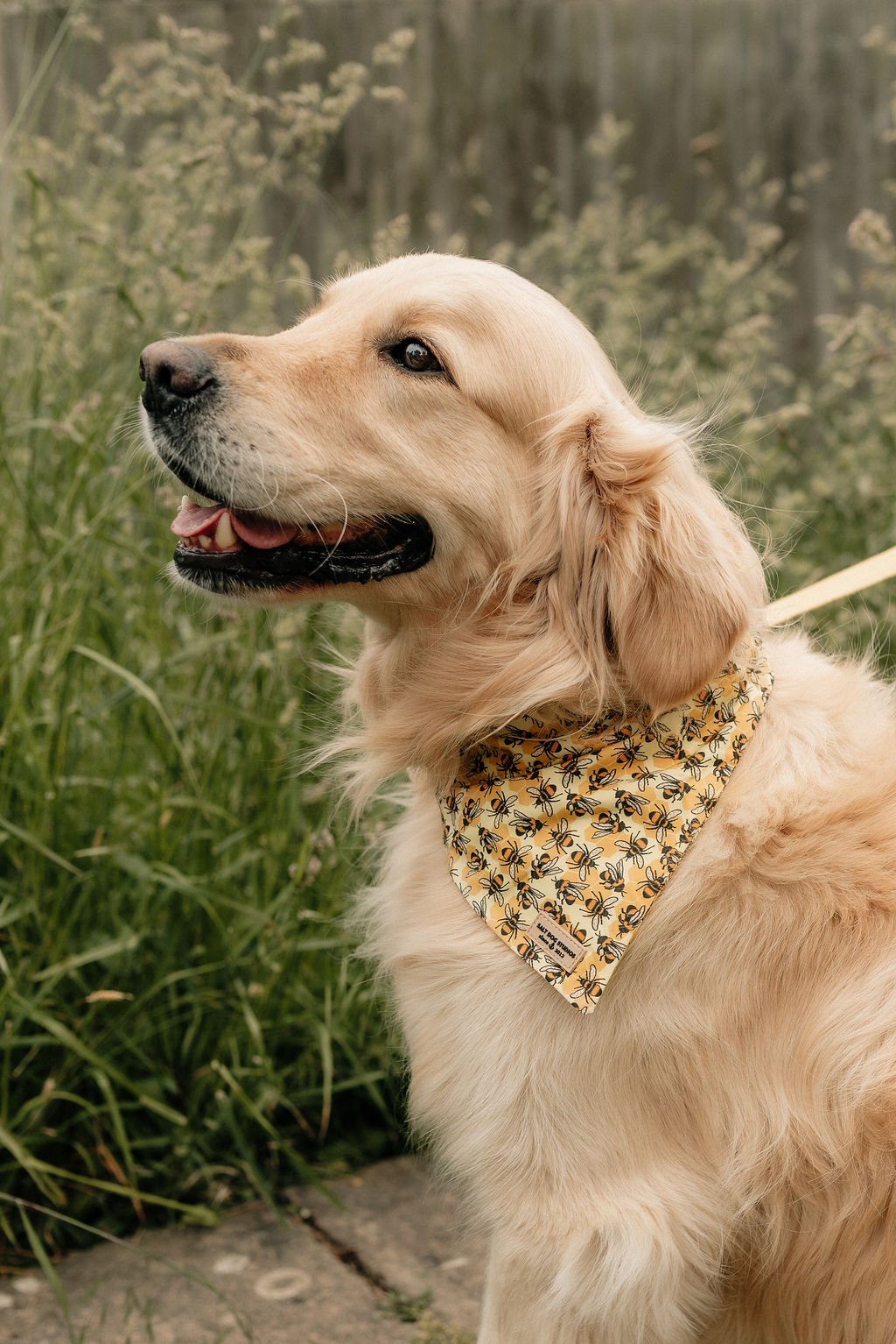 Golden retriever wearing the yellow Honey Bee Hive bandana with black bees and honeycomb print outdoors.