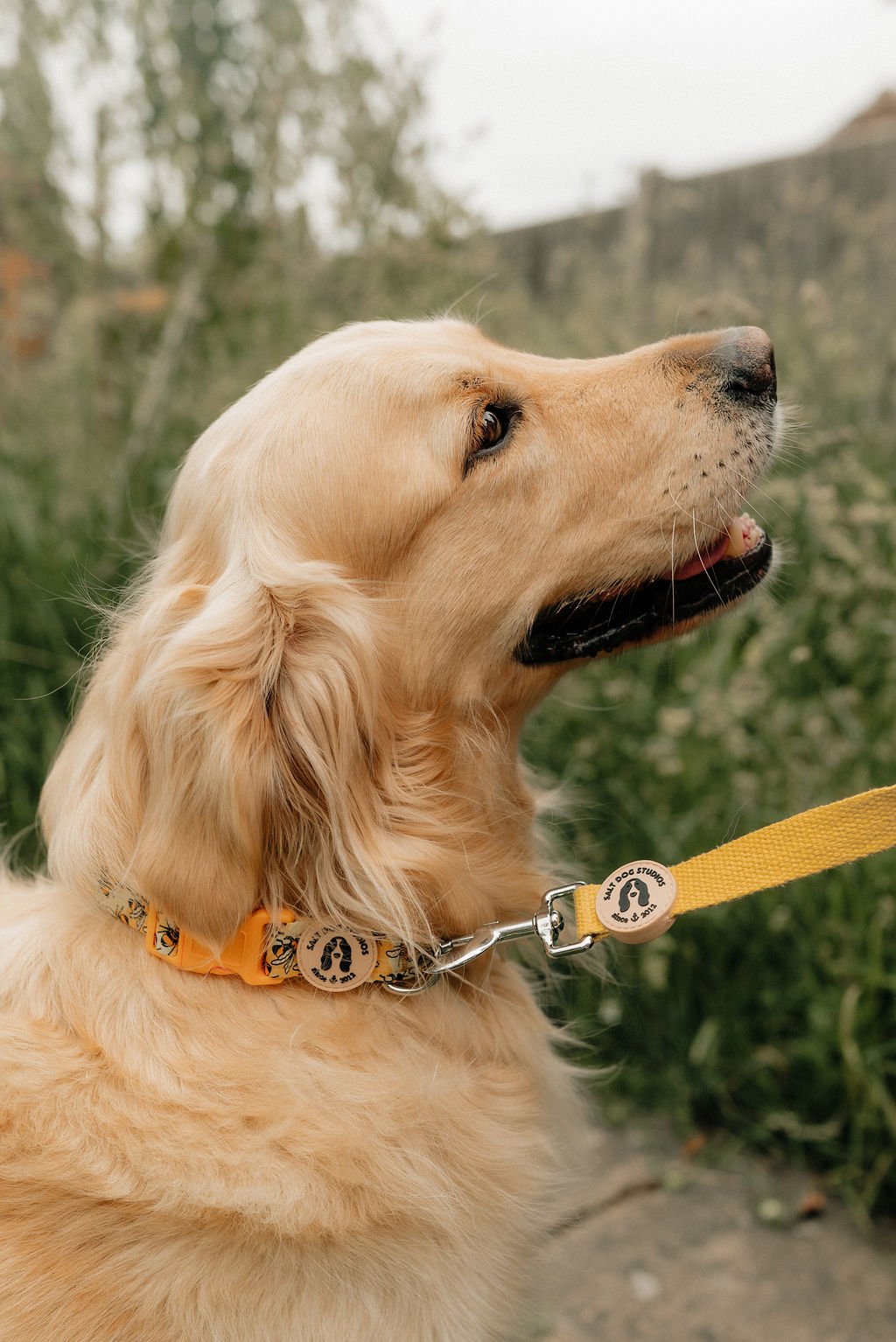 Yellow Honey Bee Hive lead attached to the matching bee-print collar on a golden retriever outdoors.