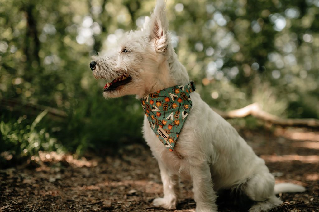 White terrier wearing the teal Mountain Camp Out bandana with tents, campfires and guitars, photographed in woodland.