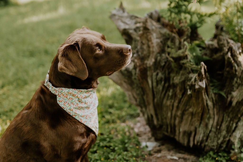 Chocolate Labrador wearing the Pheasants bandana with colourful birds on a light teal background, photographed beside a tree stump.