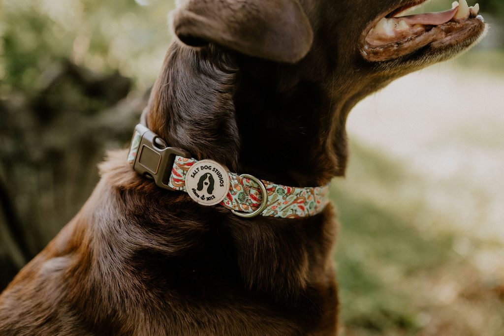 Close-up of the Pheasants collar on a chocolate Labrador, showing the illustrated bird print, brown buckle and metal D-ring.