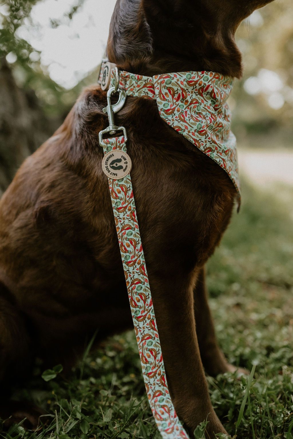 Pheasants dog lead clipped to the matching collar on a chocolate Labrador wearing the coordinating bandana outdoors.