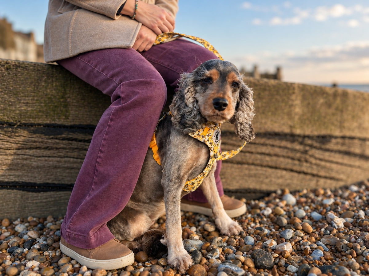 A spaniel wearing a yellow Honeybee Hive harness beside its owner on Whitstable beach.