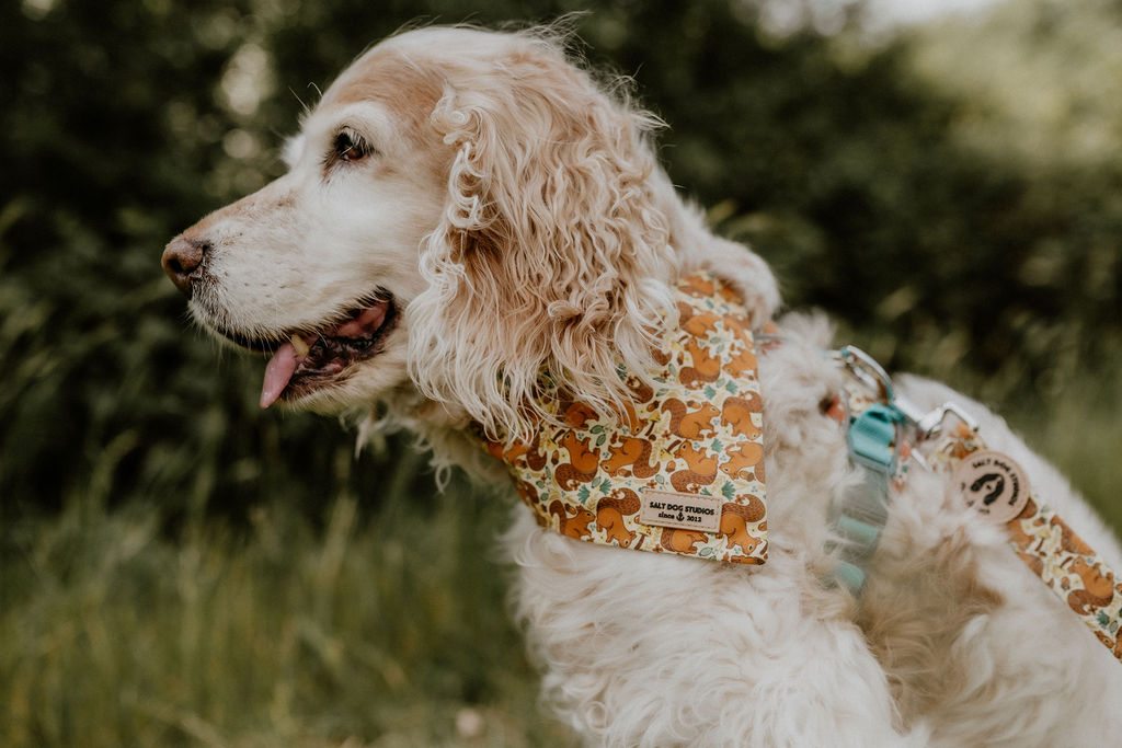 Cream spaniel wearing the Splendid Squirrels bandana with orange squirrels and teal leaves, photographed outdoors.