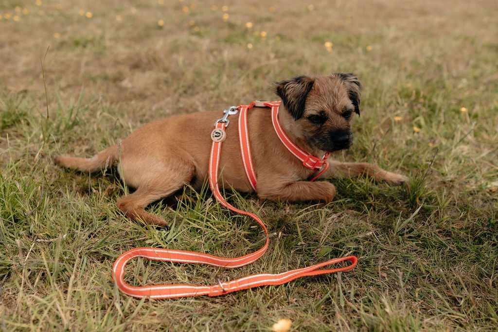 Brown terrier wearing the striped clementine orange hemp H-style harness with its matching lead, lying on grass.