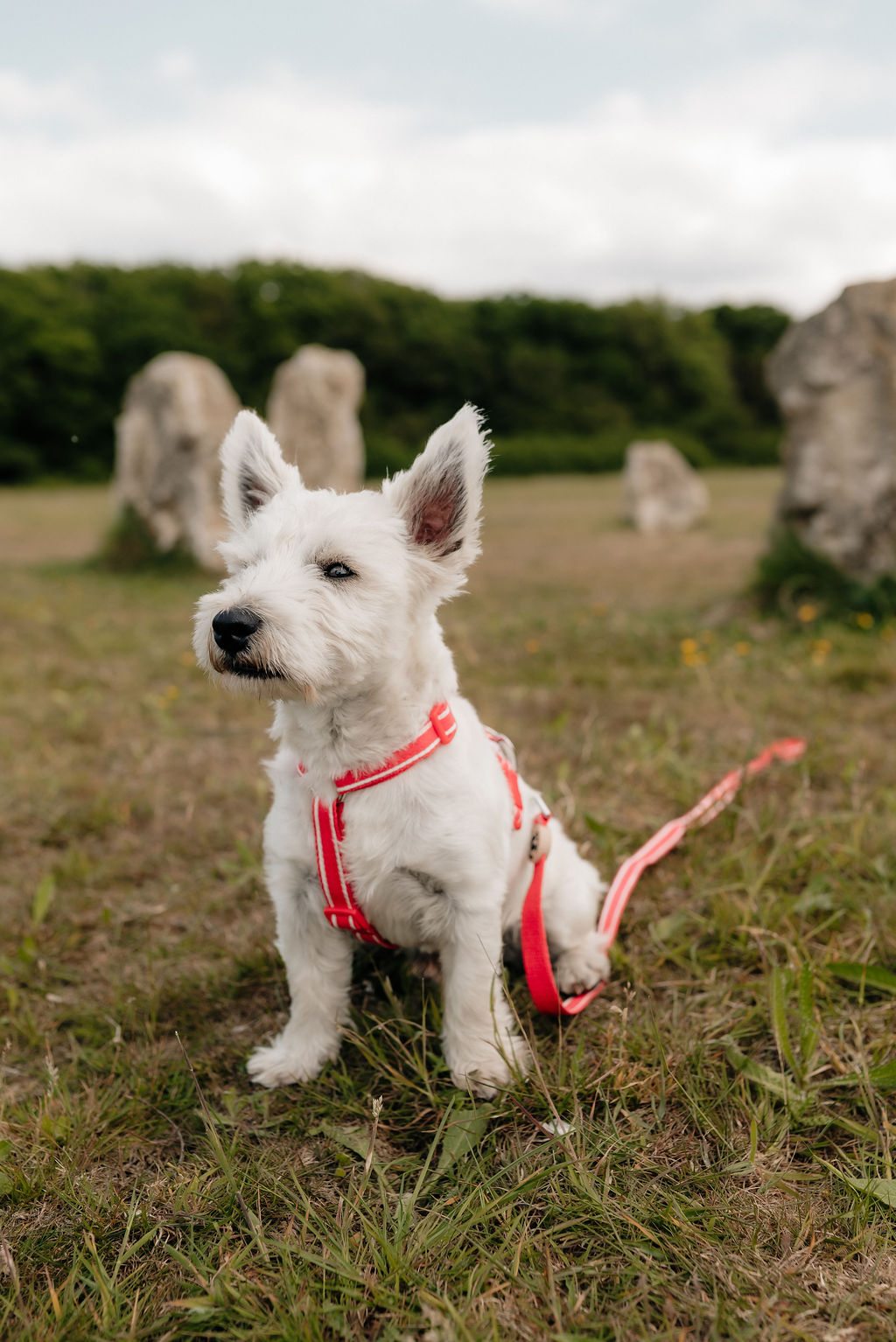 White terrier wearing the striped magenta pink hemp H-style harness with a matching lead outdoors, showing the front fit.