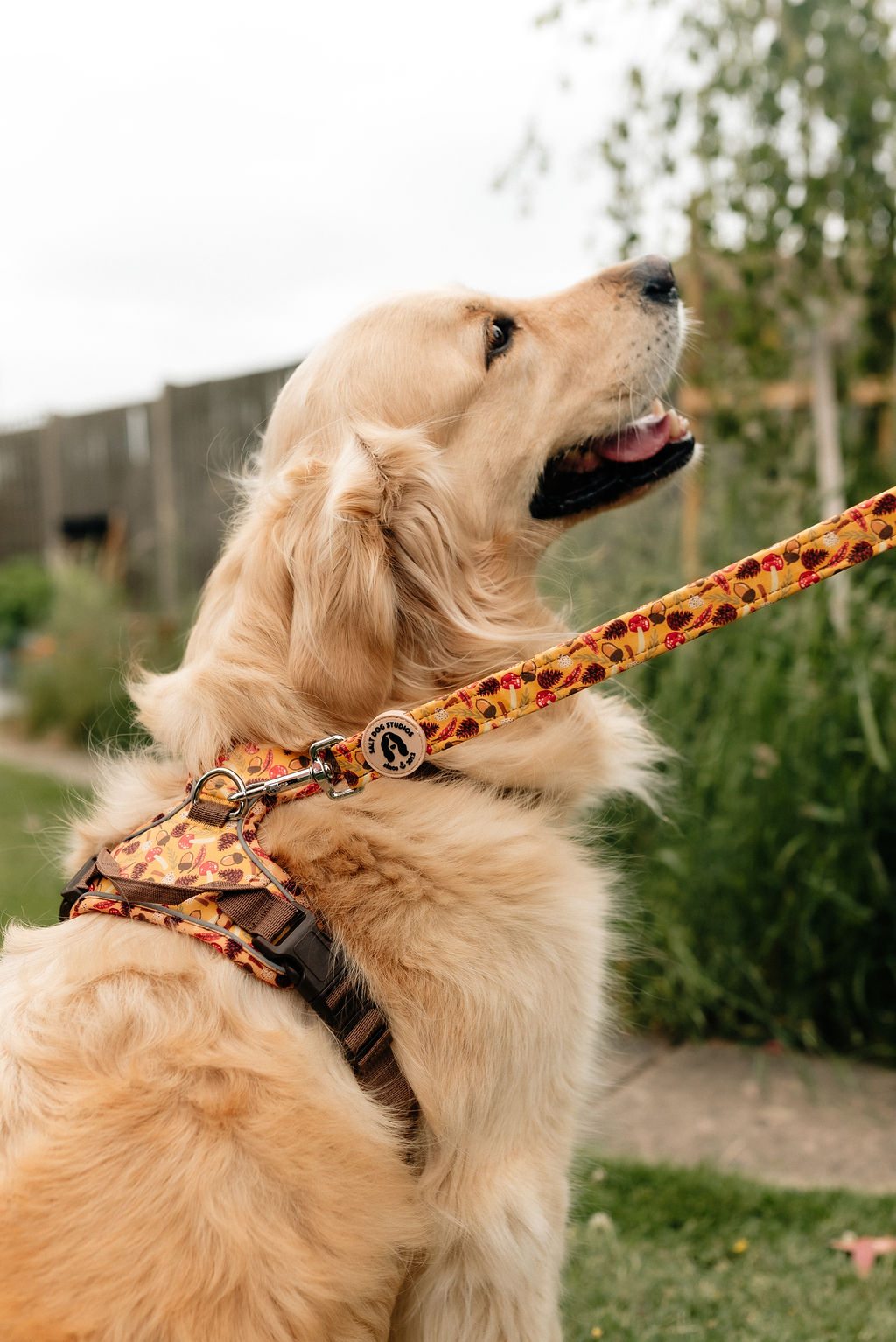 Golden retriever wearing the Woodland Treasure harness, showing the brown straps, back handle and matching lead attached to the D-ring.