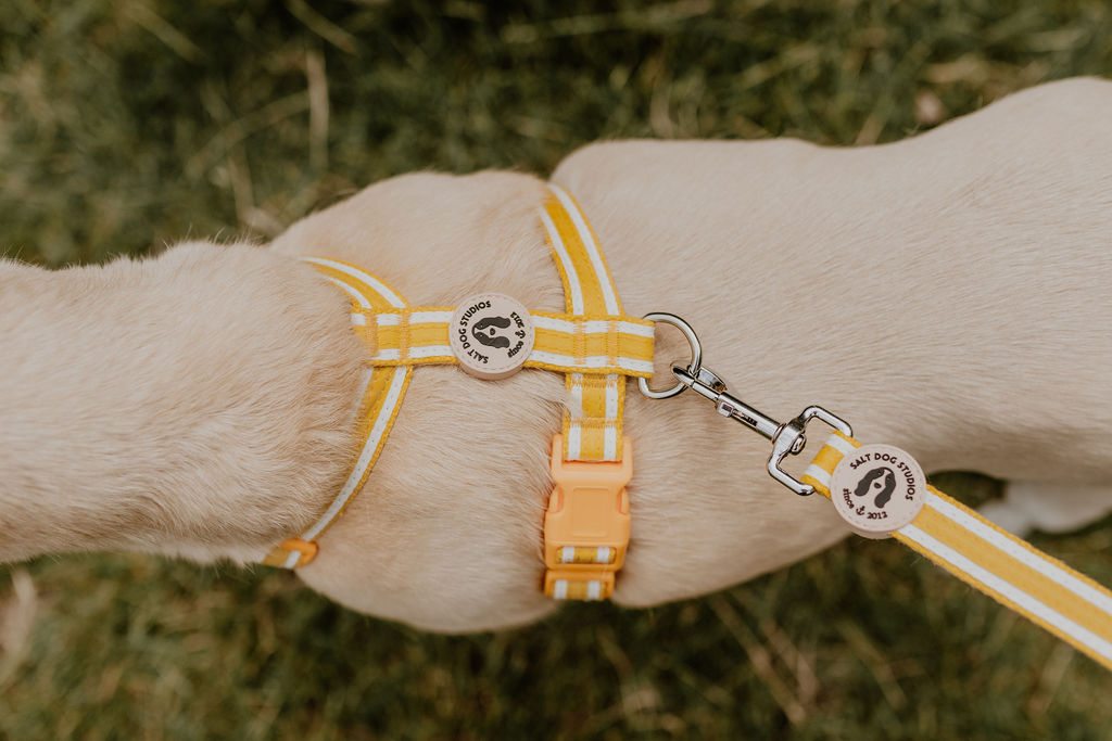 Back view of the striped sunflower yellow hemp harness on a cream dog, with the matching lead attached to the metal D-ring.