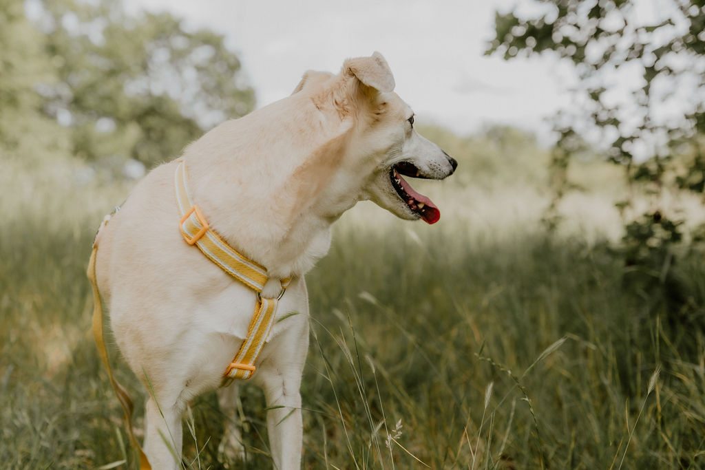 Side view of a cream dog wearing the striped sunflower yellow hemp H-style harness outdoors, showing the fit around the chest.