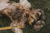 'The Original UK' Sunflower Yellow Hemp Dog Collar ©