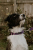 'The Original UK' Purple Hemp Dog Collar ©
