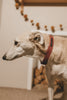 'The Original UK' Rusty Red Hemp Dog Collar ©